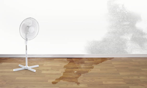 Best Mold removal after water damage  in Tempe, AZ